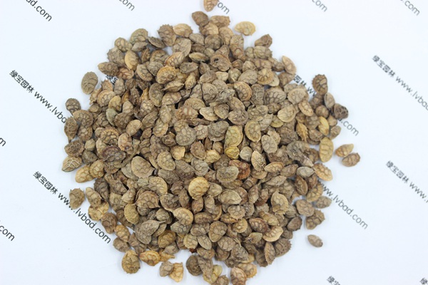 <a href='http://m.wuzhouwash.com/linmuzhongzi/1835.html' target='_blank'>紅豆</a>草<a href='http://m.wuzhouwash.com/' target='_blank'>種子</a>