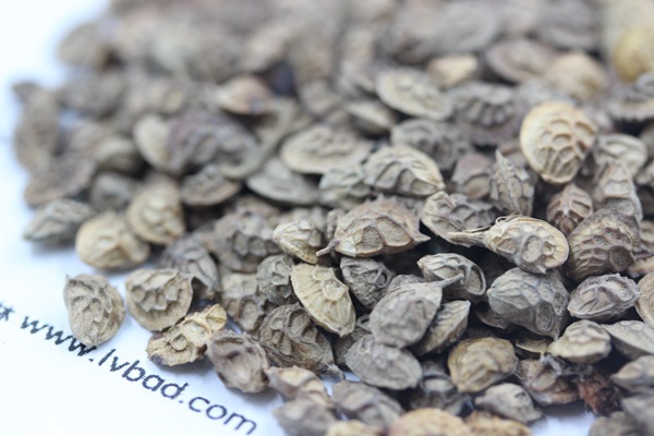 <a href='http://m.wuzhouwash.com/linmuzhongzi/1835.html' target='_blank'>紅豆</a>草種子