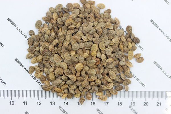<a href='http://m.wuzhouwash.com/linmuzhongzi/1062.html' target='_blank'>紅豆草</a>種子