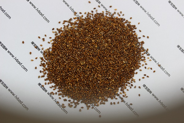 <a href='http://m.wuzhouwash.com/caohuazhongzi/1656.html' target='_blank'>紫花地丁</a><a href='http://m.wuzhouwash.com/' target='_blank'>種子</a>