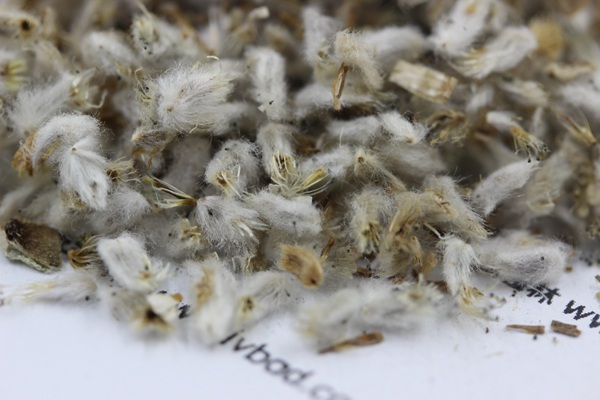永生菊<a href='http://m.wuzhouwash.com/' target='_blank'>種子</a>