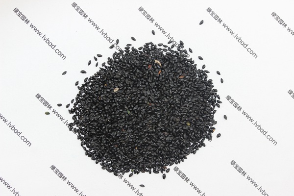 <a href='http://m.wuzhouwash.com/caohuazhongzi/1641.html' target='_blank'>小花樓斗菜</a><a href='http://m.wuzhouwash.com/' target='_blank'>種子</a>