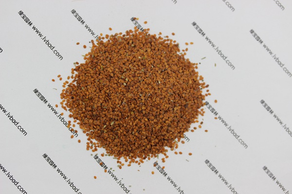 <a href='http://m.wuzhouwash.com/caohuazhongzi/1639.html' target='_blank'>香雪球</a><a href='http://m.wuzhouwash.com/' target='_blank'>種子</a>