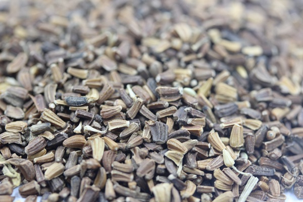 <a href='http://m.wuzhouwash.com/caohuazhongzi/1629.html' target='_blank'>茼蒿菊種子</a>