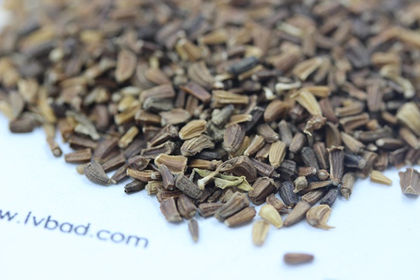 <a href='http://m.wuzhouwash.com/caohuazhongzi/1629.html' target='_blank'>茼蒿菊</a><a href='http://m.wuzhouwash.com/' target='_blank'>種子</a>