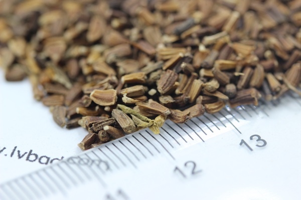茼蒿菊<a href='http://m.wuzhouwash.com/' target='_blank'>種子</a>