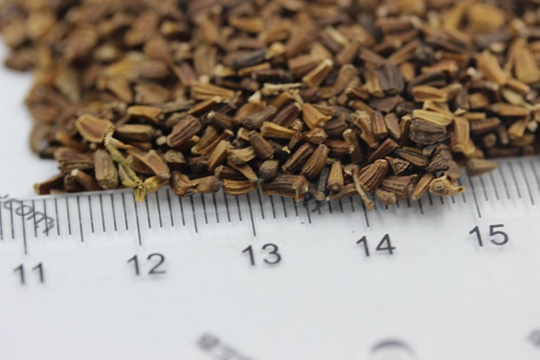 <a href='http://m.wuzhouwash.com/caohuazhongzi/1629.html' target='_blank'>茼蒿菊種子</a>