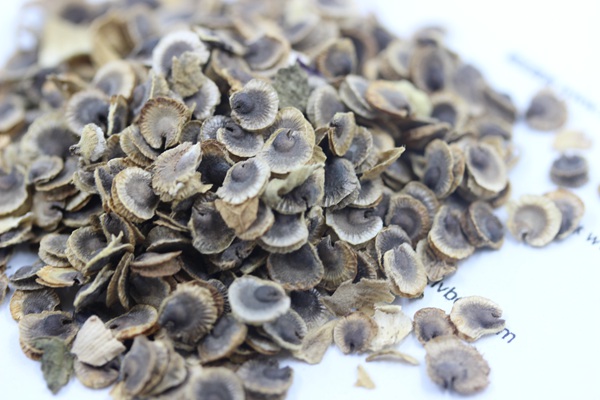 <a href='http://m.wuzhouwash.com/caohuazhongzi/1625.html' target='_blank'>蜀葵種子</a>