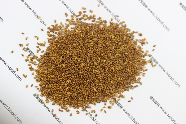 <a href='http://m.wuzhouwash.com/caohuazhongzi/1618.html' target='_blank'>三色堇種子</a>