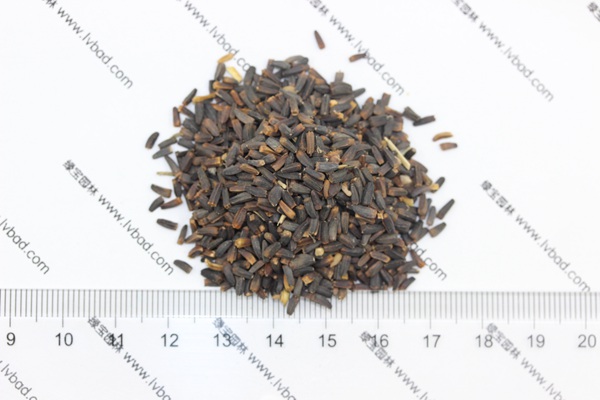 <a href='http://m.wuzhouwash.com/caohuazhongzi/1616.html' target='_blank'>日光菊</a><a href='http://m.wuzhouwash.com/' target='_blank'>種子</a>