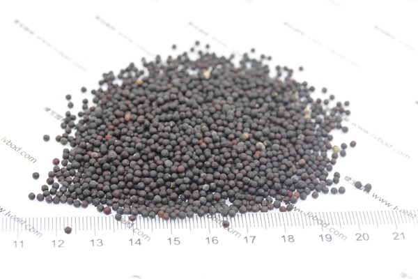 <a href='http://m.wuzhouwash.com/caohuazhongzi/1595.html' target='_blank'>滿天星種子</a>