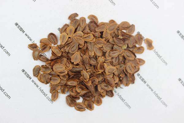 <a href='http://m.wuzhouwash.com/caohuazhongzi/1592.html' target='_blank'>馬利筋</a><a href='http://m.wuzhouwash.com/' target='_blank'>種子</a>