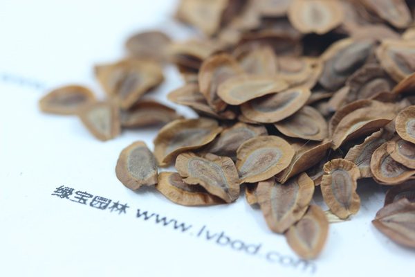 <a href='http://m.wuzhouwash.com/caohuazhongzi/1592.html' target='_blank'>馬利筋種子</a>