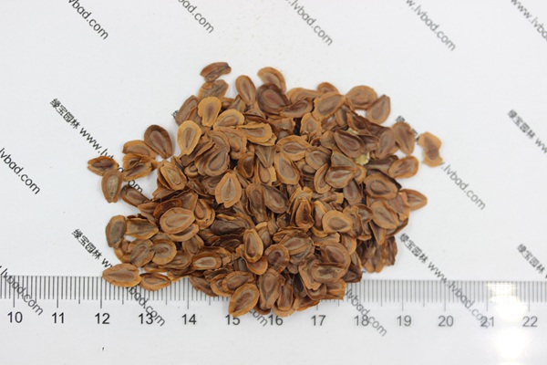馬利筋<a href='http://m.wuzhouwash.com/' target='_blank'>種子</a>