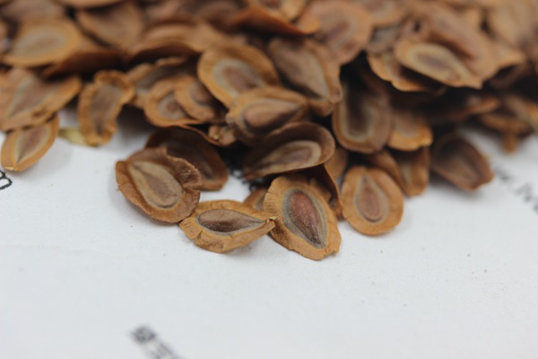<a href='http://m.wuzhouwash.com/caohuazhongzi/1592.html' target='_blank'>馬利筋</a><a href='http://m.wuzhouwash.com/' target='_blank'>種子</a>