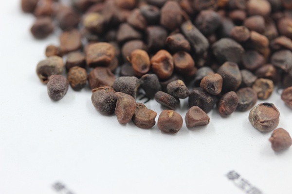 <a href='http://m.wuzhouwash.com/caohuazhongzi/1591.html' target='_blank'>馬蘭種子</a>