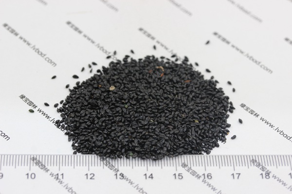 耬斗菜<a href='http://m.wuzhouwash.com/' target='_blank'>種子</a>