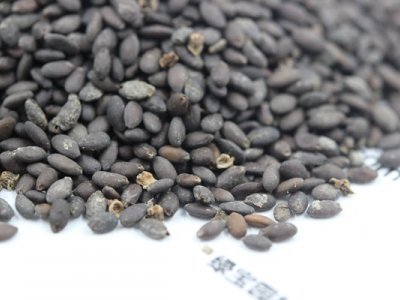 藍(lán)花鼠尾草種子