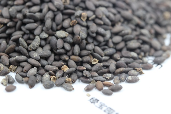 <a href='http://m.wuzhouwash.com/caohuazhongzi/1576.html' target='_blank'>藍花鼠尾草種子</a>