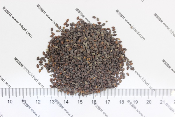 <a href='http://m.wuzhouwash.com/caohuazhongzi/1576.html' target='_blank'>藍花鼠尾草種子</a>