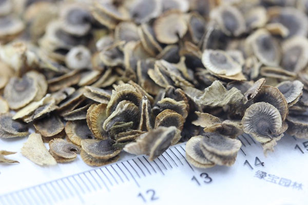 錦葵<a href='http://m.wuzhouwash.com/' target='_blank'>種子</a>