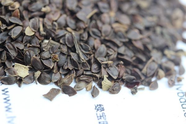 <a href='http://m.wuzhouwash.com/caohuazhongzi/1078.html' target='_blank'>假龍頭</a><a href='http://m.wuzhouwash.com/' target='_blank'>種子</a>