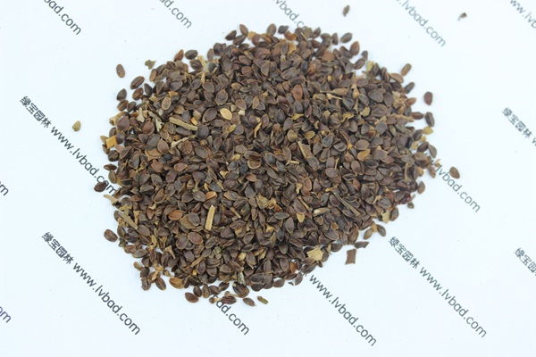 <a href='http://m.wuzhouwash.com/caohuazhongzi/1078.html' target='_blank'>假龍頭</a><a href='http://m.wuzhouwash.com/' target='_blank'>種子</a>