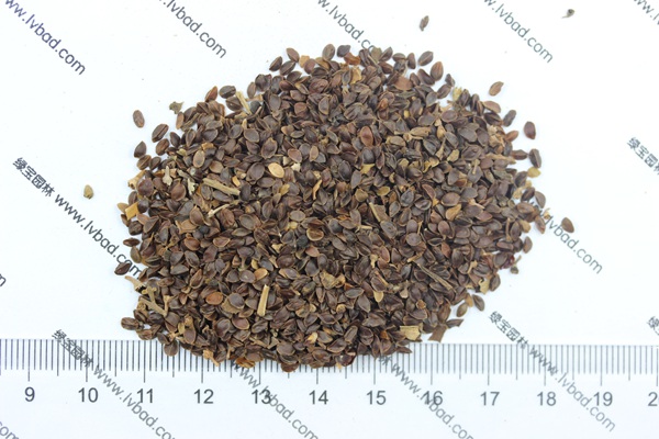 <a href='http://m.wuzhouwash.com/caohuazhongzi/1078.html' target='_blank'>假龍頭種子</a>