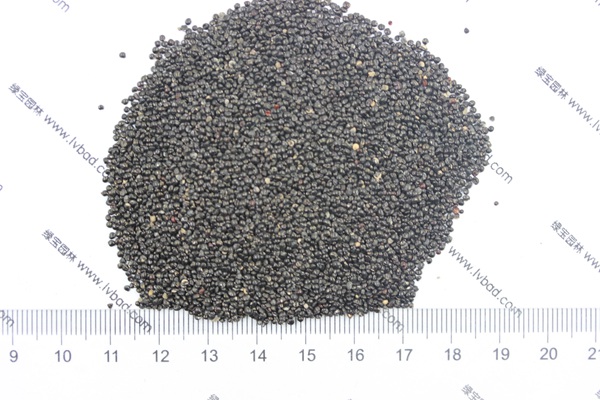 火焰<a href='http://m.wuzhouwash.com/caohuazhongzi/1076.html' target='_blank'>雞冠花種子</a>