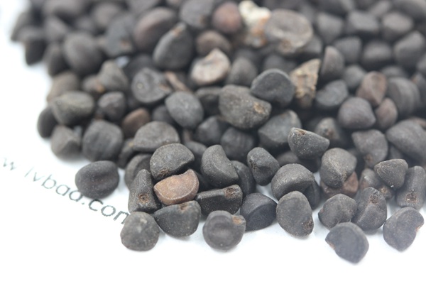 <a href='http://m.wuzhouwash.com/caohuazhongzi/1069.html' target='_blank'>黃花牽牛</a><a href='http://m.wuzhouwash.com/' target='_blank'>種子</a>