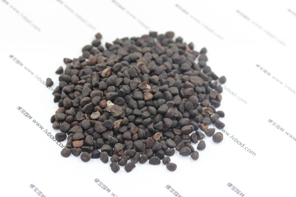 <a href='http://m.wuzhouwash.com/caohuazhongzi/1069.html' target='_blank'>黃花牽牛種子</a>