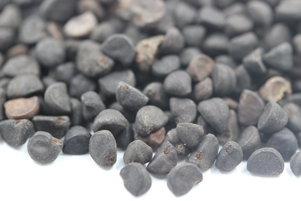<a href='http://m.wuzhouwash.com/caohuazhongzi/1069.html' target='_blank'>黃花牽牛種子</a>