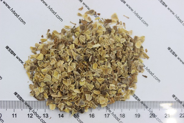 花環(huán)菊<a href='http://m.wuzhouwash.com/' target='_blank'>種子</a>