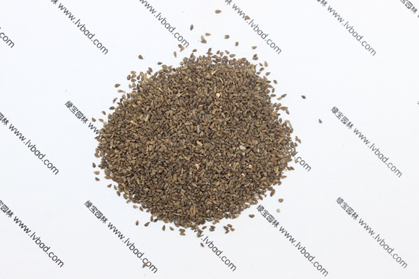 <a href='http://m.wuzhouwash.com/caohuazhongzi/1056.html' target='_blank'>古代稀種子</a>