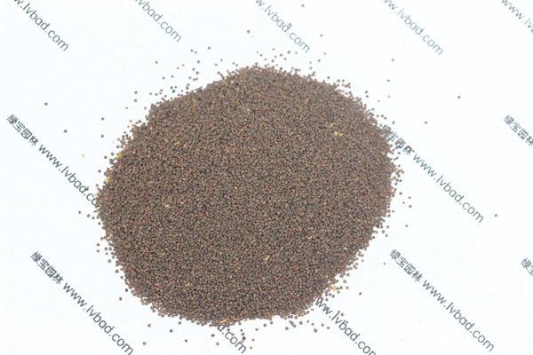 <a href='http://m.wuzhouwash.com/caohuazhongzi/1053.html' target='_blank'>高雪輪種子</a>