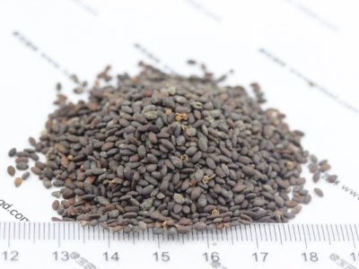 粉花鼠尾草種子