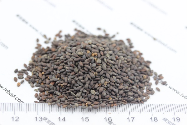 <a href='http://m.wuzhouwash.com/caohuazhongzi/1048.html' target='_blank'>粉花鼠尾草種子</a>