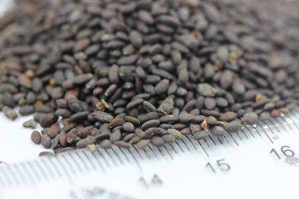 <a href='http://m.wuzhouwash.com/caohuazhongzi/1044.html' target='_blank'>芳香鼠尾草種子</a>