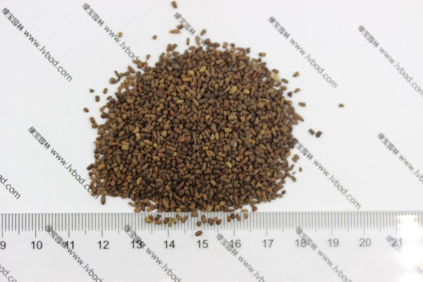 <a href='http://m.wuzhouwash.com/caohuazhongzi/1043.html' target='_blank'>二月蘭種子</a>