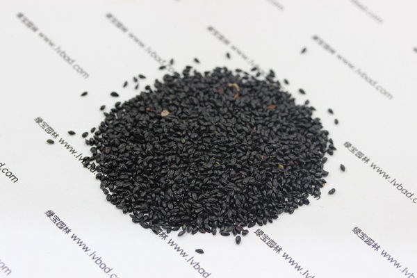 大花<a href='http://m.wuzhouwash.com/caohuazhongzi/1586.html' target='_blank'>耬斗菜種子</a>