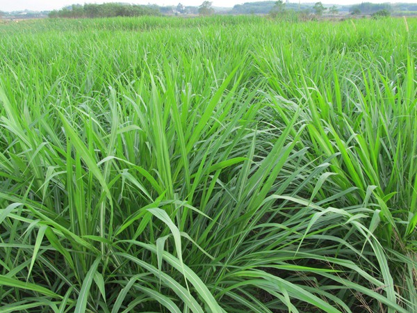 <a href='http://m.wuzhouwash.com/mucaozhongzi/1686.html' target='_blank'>皇竹草</a>