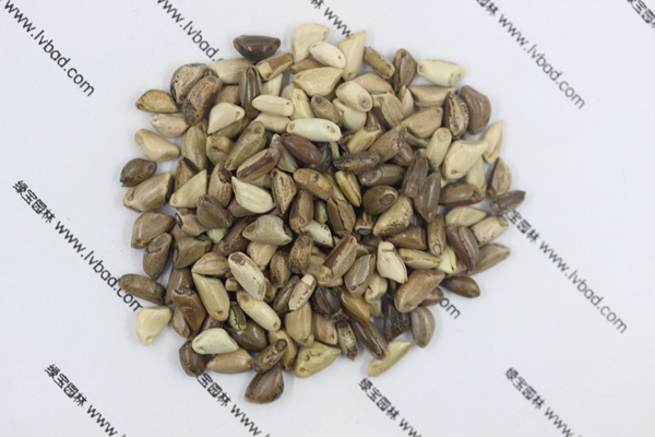 <a href='http://m.wuzhouwash.com/mucaozhongzi/1688.html' target='_blank'>墨西哥玉米草種子</a>