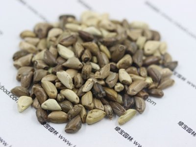 墨西哥玉米草種子