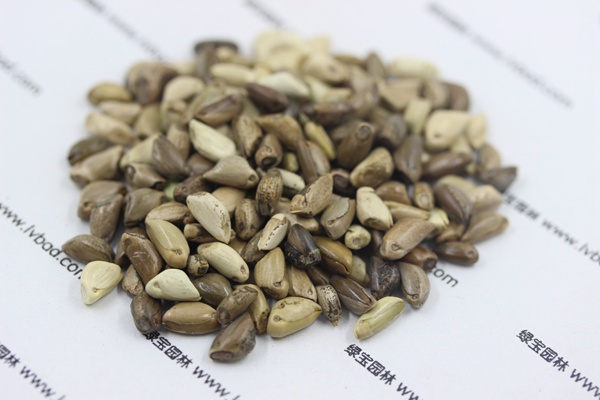 <a href='http://m.wuzhouwash.com/mucaozhongzi/1688.html' target='_blank'>墨西哥玉米草</a><a href='http://m.wuzhouwash.com/' target='_blank'>種子</a>