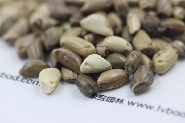 <a href='http://m.wuzhouwash.com/mucaozhongzi/1688.html' target='_blank'>墨西哥玉米草種子</a>