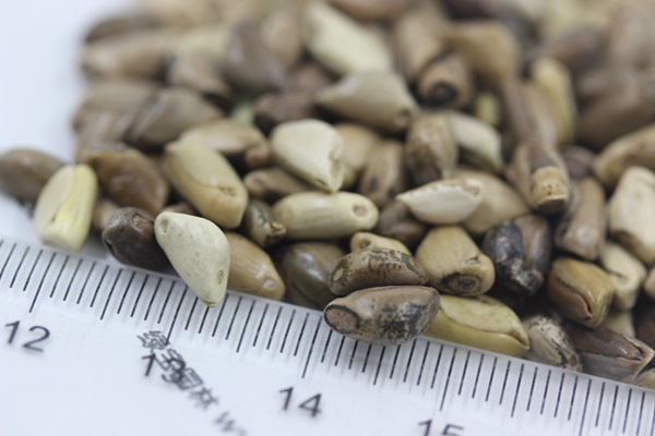 墨西哥玉米草種子
