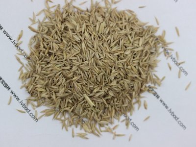 鴨茅草種子