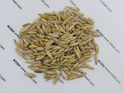 燕麥種子