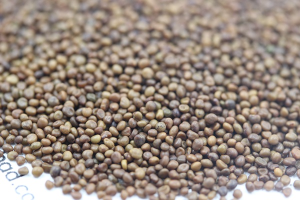 <a href='http://m.wuzhouwash.com/mucaozhongzi/1682.html' target='_blank'>百脈根種子</a>