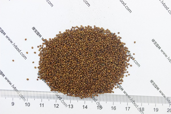 <a href='http://m.wuzhouwash.com/mucaozhongzi/1682.html' target='_blank'>百脈根種子</a>